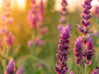 Pink and purple clary sage flowers