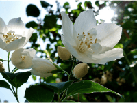 Jasmine flowers in different stages of bloom