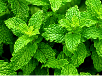 Bright green sprigs of peppermint plant leaves