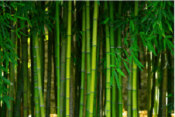 Bright green bamboo shoots and leaves